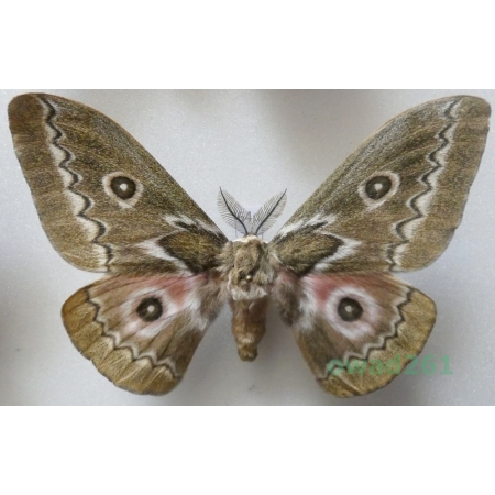 Gonimbrasia tyrrhea (Cramer, 1775) male ex. ovo South Africa 100mm64d